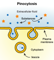Lipid bilayer