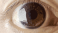 Pupil