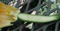 Female squash