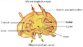 Lymphatic system