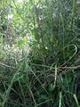 Asparagus spears, a spring vegetable rich in nutrients.
