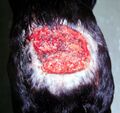 Pythium insidiosum