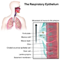 Respiratory Epithelium