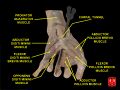 Hand Dissection
