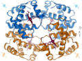 Hemoglobin T-R State Animation