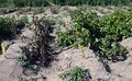 Potato field visit