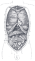 Intertubercular plane