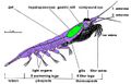 Krill anatomy