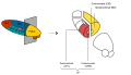Centromedian nucleus