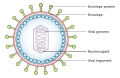 Diagram of Viral Tegument
