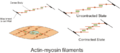 Actin and myosin filaments