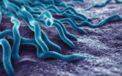 Anaplasmosis bacteria