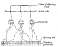 Olfactory receptor neuron