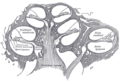 Organ of Corti