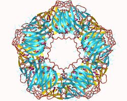 C-reactive protein homopentamer, Human