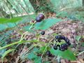 Toxic berries of Actaea spicata