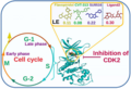 CDK2-Selective inhibitor