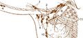 Central lymph nodes