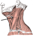Muscular triangle