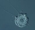 Choanozoa