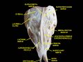 Supratrochlear nerve