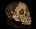 Endocast of Australopithecus africanus (Taung Child)