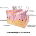 Skin Tactile Receptors