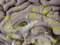 Cingulate cortex