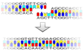 DNA Ligation Process
