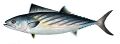 Thunnus