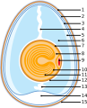 Anatomy of an egg