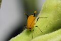 Aphid feeding on sap