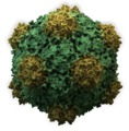 Cowpea Mosaic Virus 3D