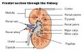 Illustration of kidney 2