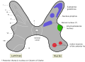 Medulla spinalis substantia grisea