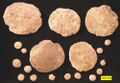 Foraminifera