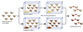 Allopatric speciation