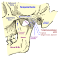 Diagram of the temporomandibular joint