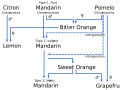 Diagram showing hybrid origins of citrus fruits, including lemon