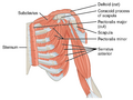 Subclavius muscle