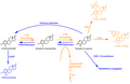 4OHE2 metabolism