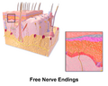 Skin Free Nerve Endings