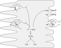 Nephron