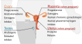 Endocrine reproductive system
