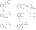 Kynurenine pathway wordless