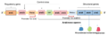 L-arabinose structure