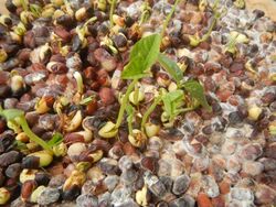 Germination of Adzuki Bean