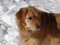 CP Riley Snow
