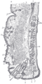 Gray's Anatomy Plate 893