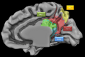 Medial parietal lobe close up